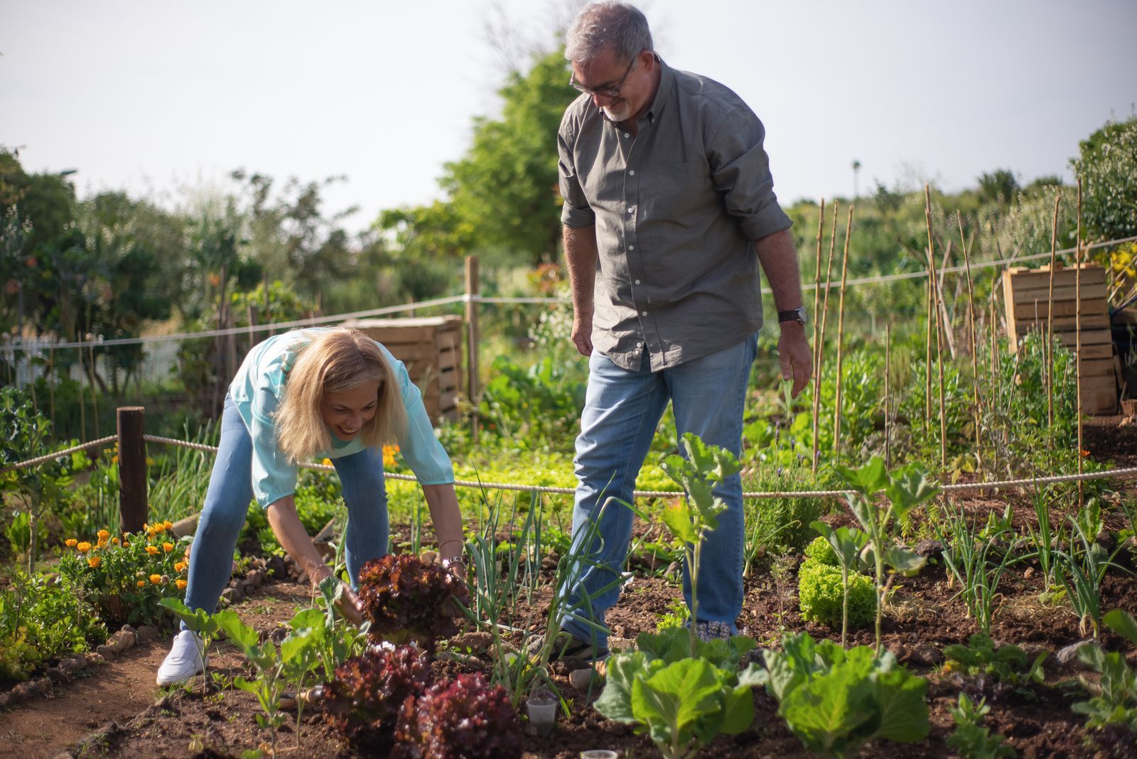 Volunteer